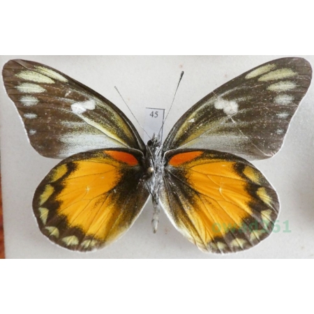 Delias zebuda Hewitson, 1862 male reverse Indonesia, Sulawesi45